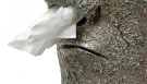 La statua Moai distributore di fazzoletti
