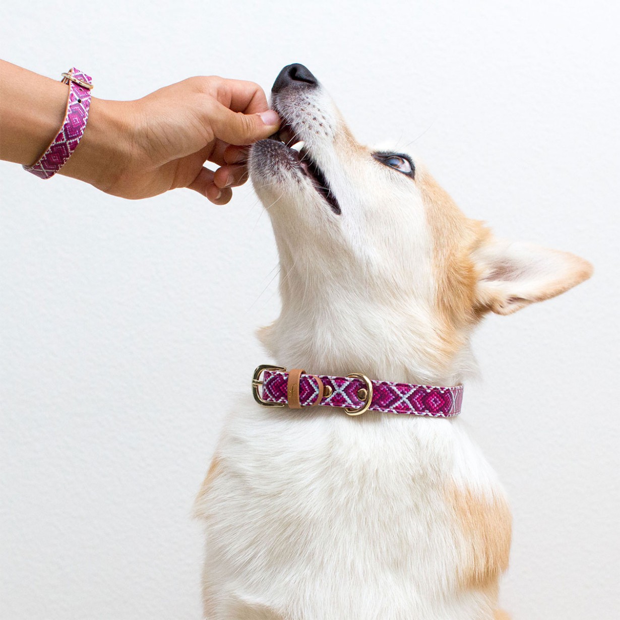 Un bracciale per noi ed un collare per lui