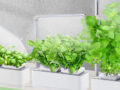 Coltivare un orto di piante aromatiche da interno grazie alla serra idroponica